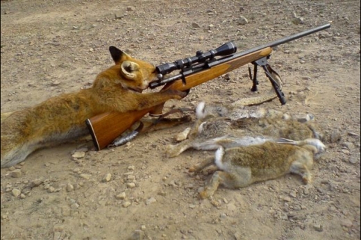 sniper fox.jpg